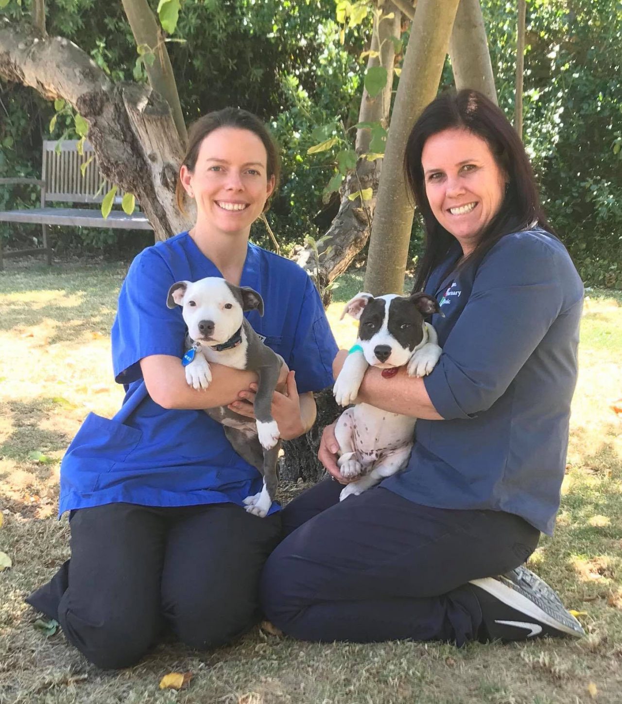Highton & Geelong West Veterinary Clinic Vets Of Geelong