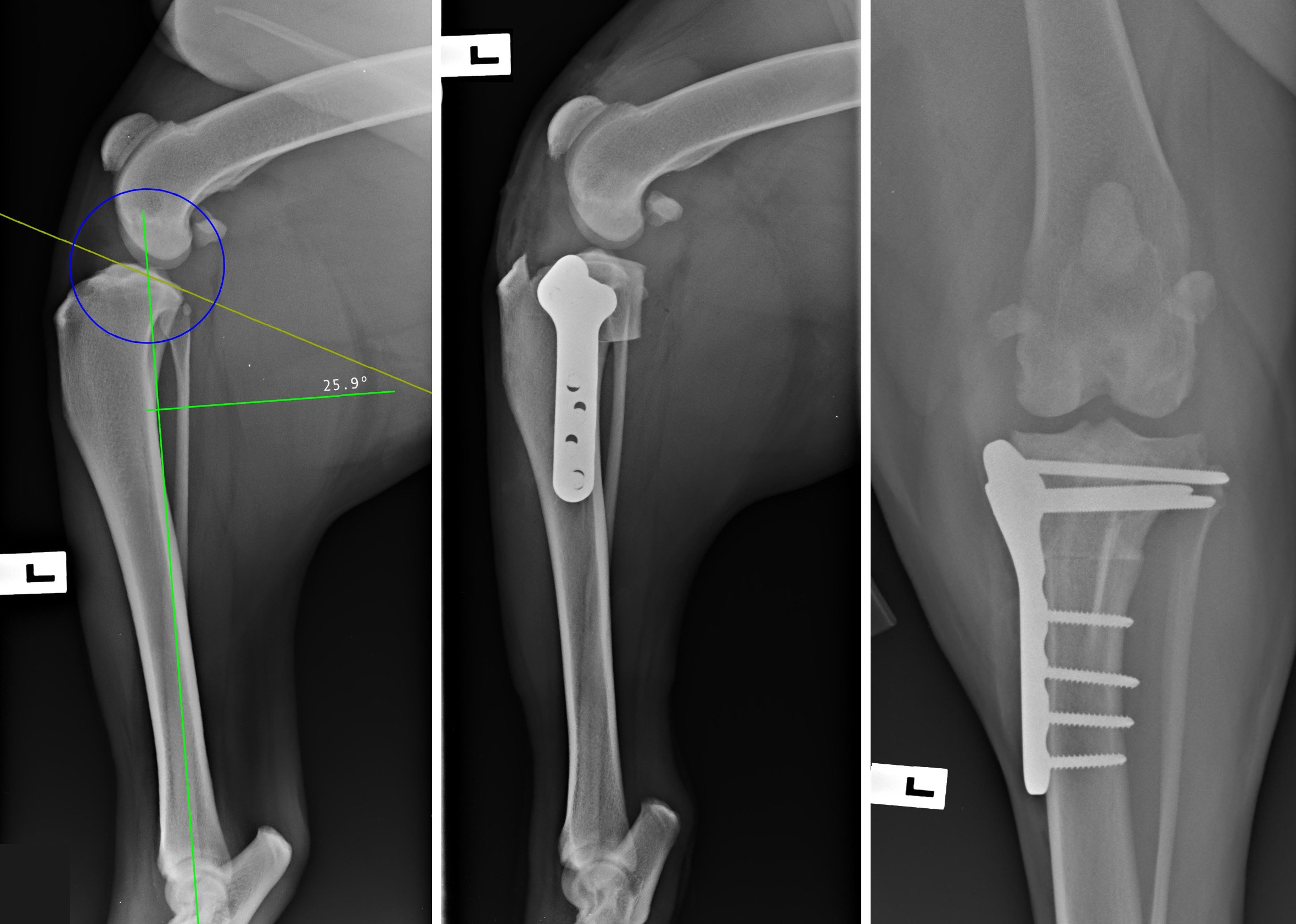 tplo-surgery-for-dogs-procedure-vets-of-geelong