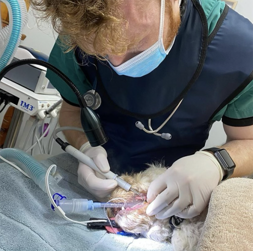 Vet performing dental surgery on a dog