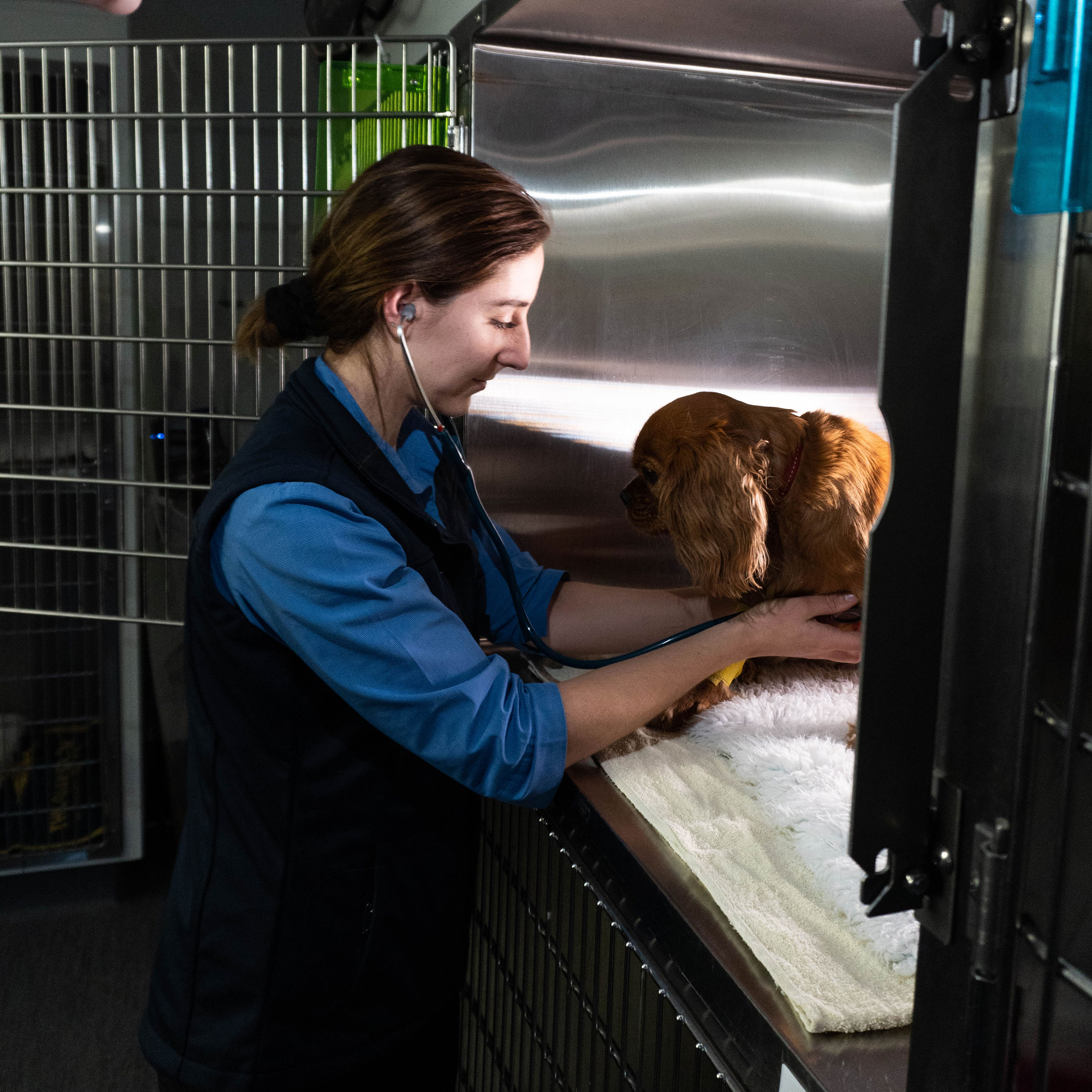 Emergency Vet Geelong Open To 10pm